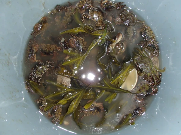 Bucket of crab bait