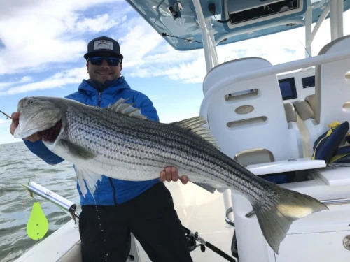 An angler standing on a boat holding a striper