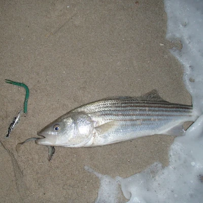 A striped bass laying on the beach after being caught by an Ava jig rig