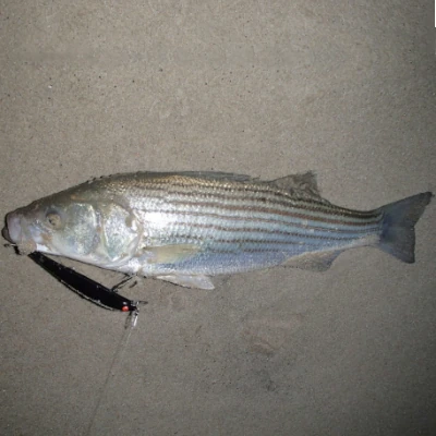 A striped bass laying on the beach after being caught by a plug