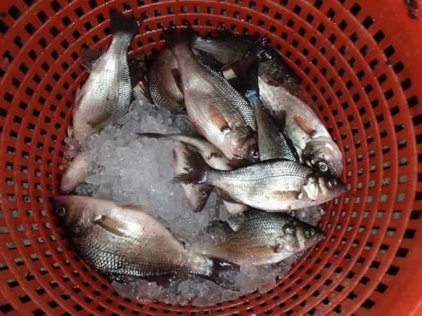 Close-up of a bunch of white perch in a basket