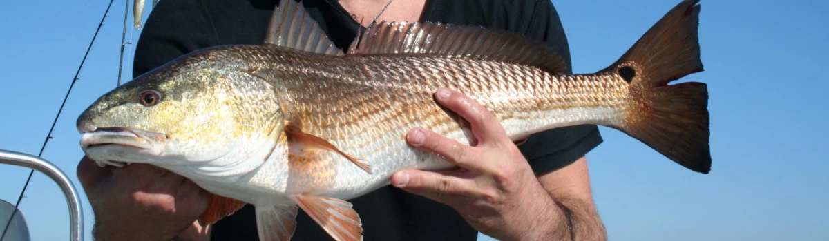 Close-up of man holding a redfish