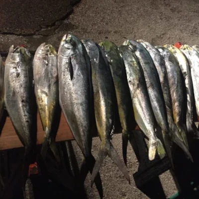 A neatly stacked pile of fish that have been caught