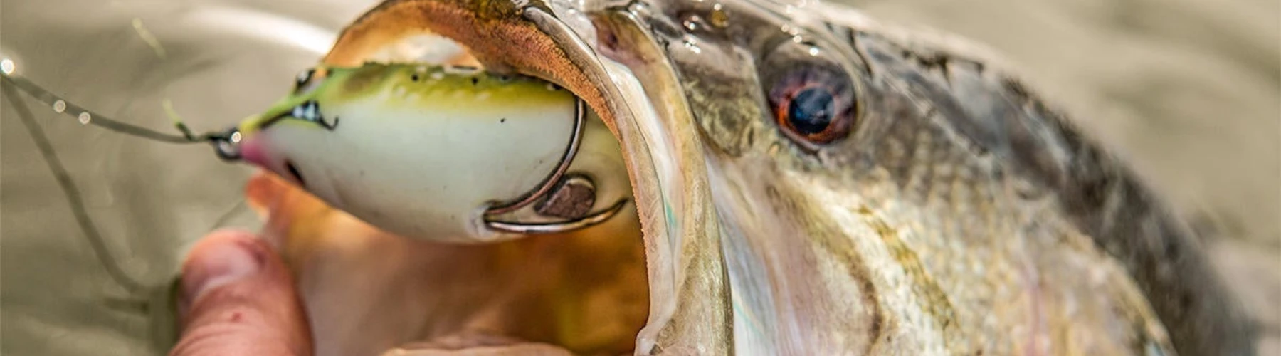 Close-up of a bass with a lure in its mouth