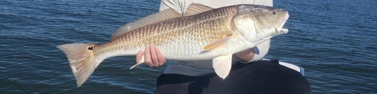 A kneeling angler holding a redfish