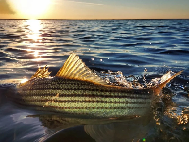 close-up of a striped bass at sunset