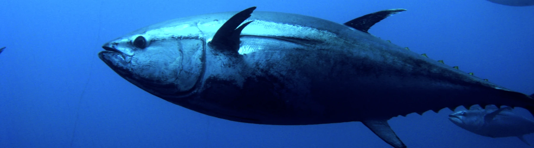 A bluefin tuna swimming underwater