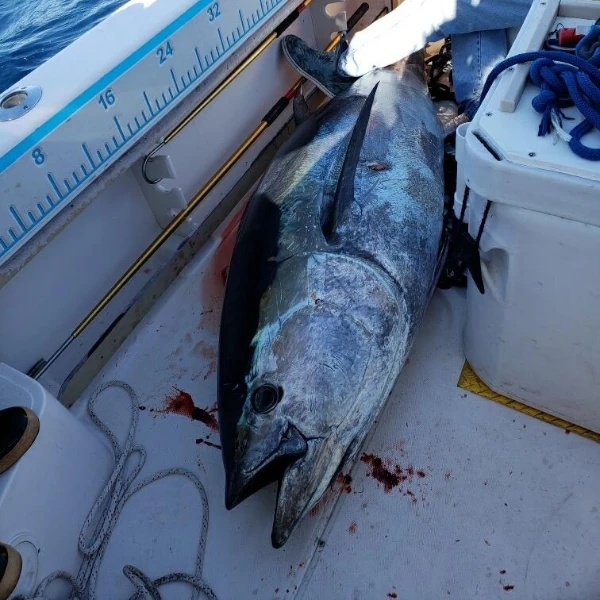 Close up of a giant bluefin tuna head