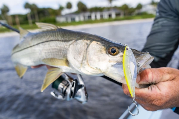 Snook caught with a Nomad Design lure