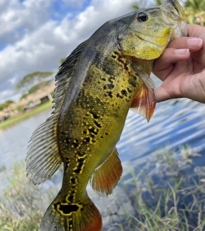 Peacock Bass caught in South Florida 