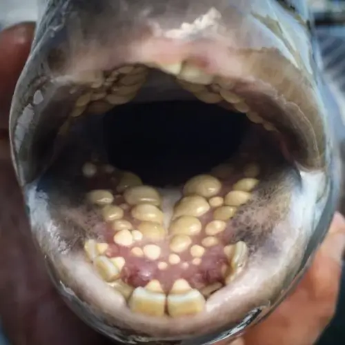 Close-up of the inside of a fish's mouth