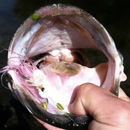 Close-up of a lure inside a fish's mouth