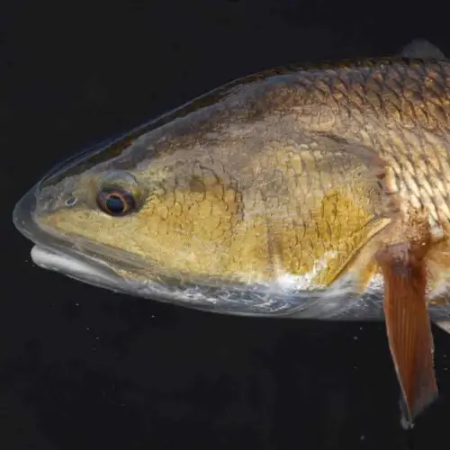 Close-up of a redfish