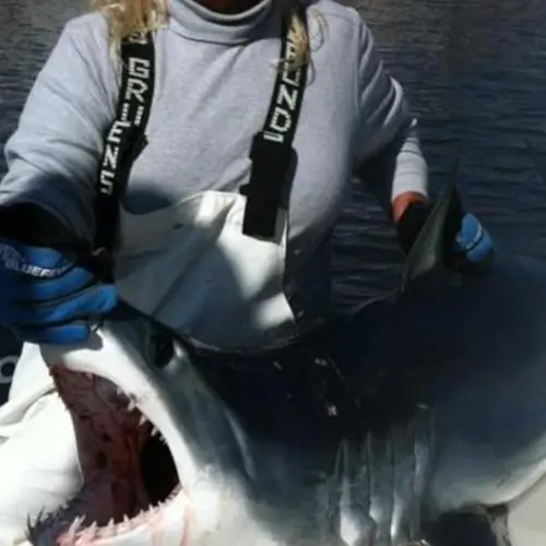 Maureen Klause holding a shark